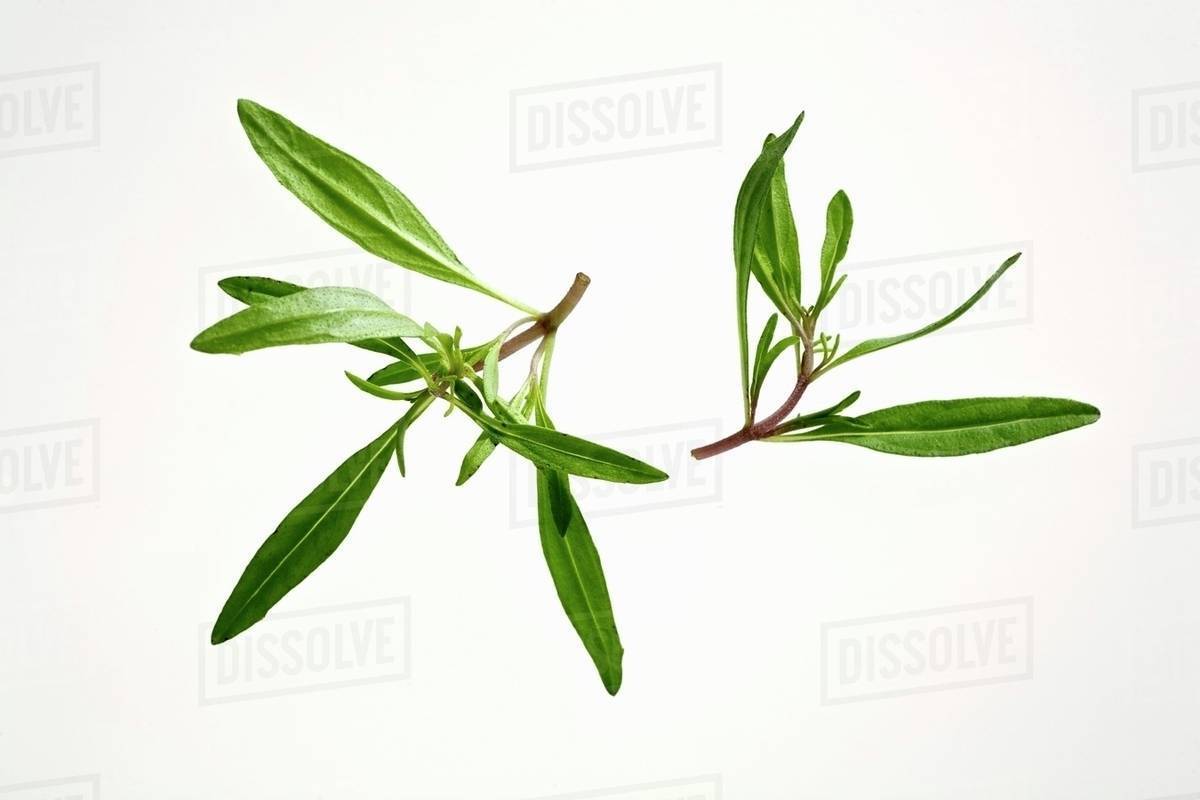 Fresh tarragon Stock Photo Dissolve