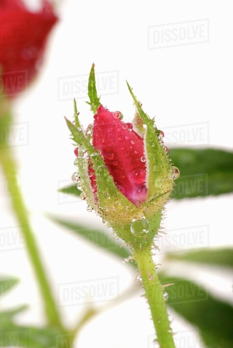 A red rosebud - Stock Photo - Dissolve