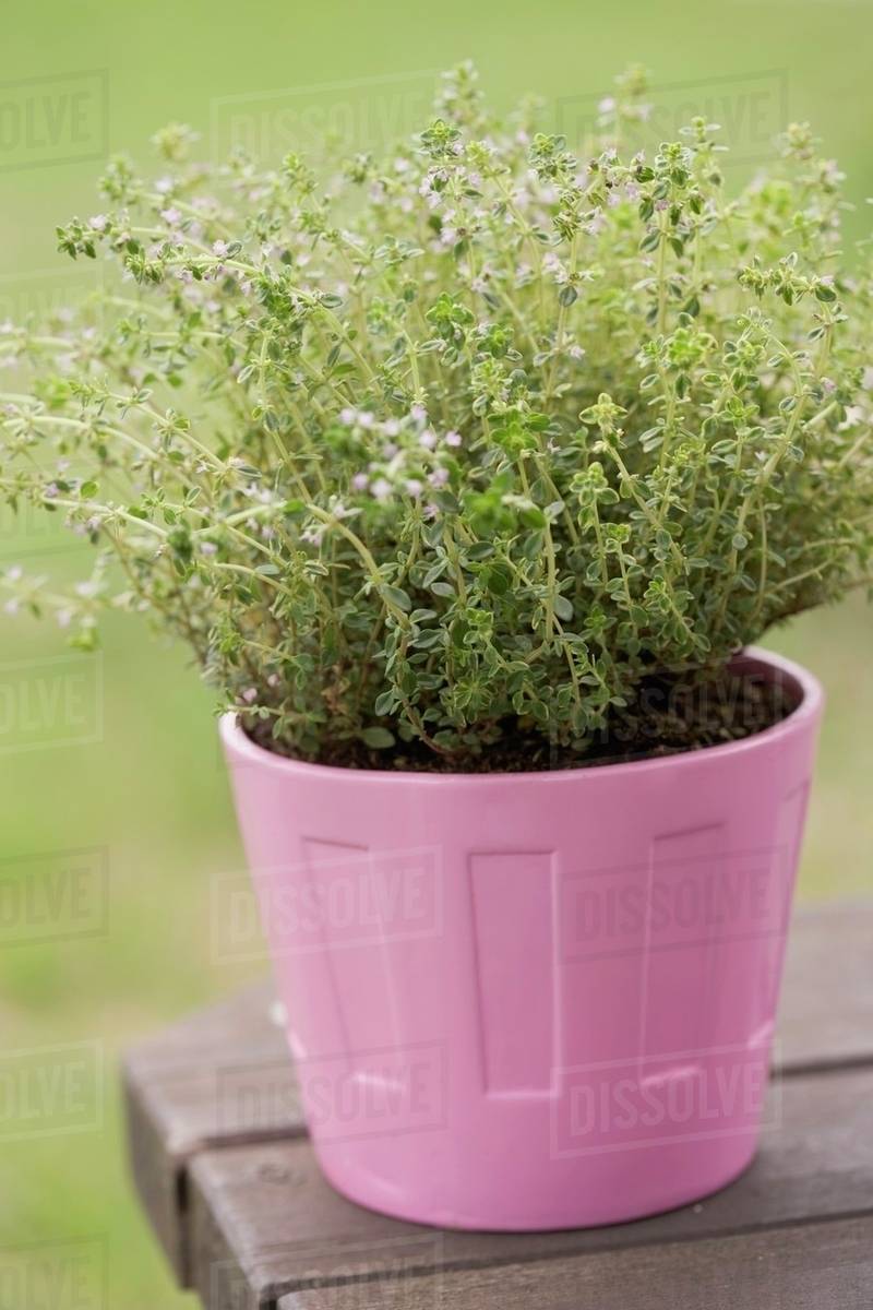 Fresh thyme in a flowerpot Stock Photo Dissolve