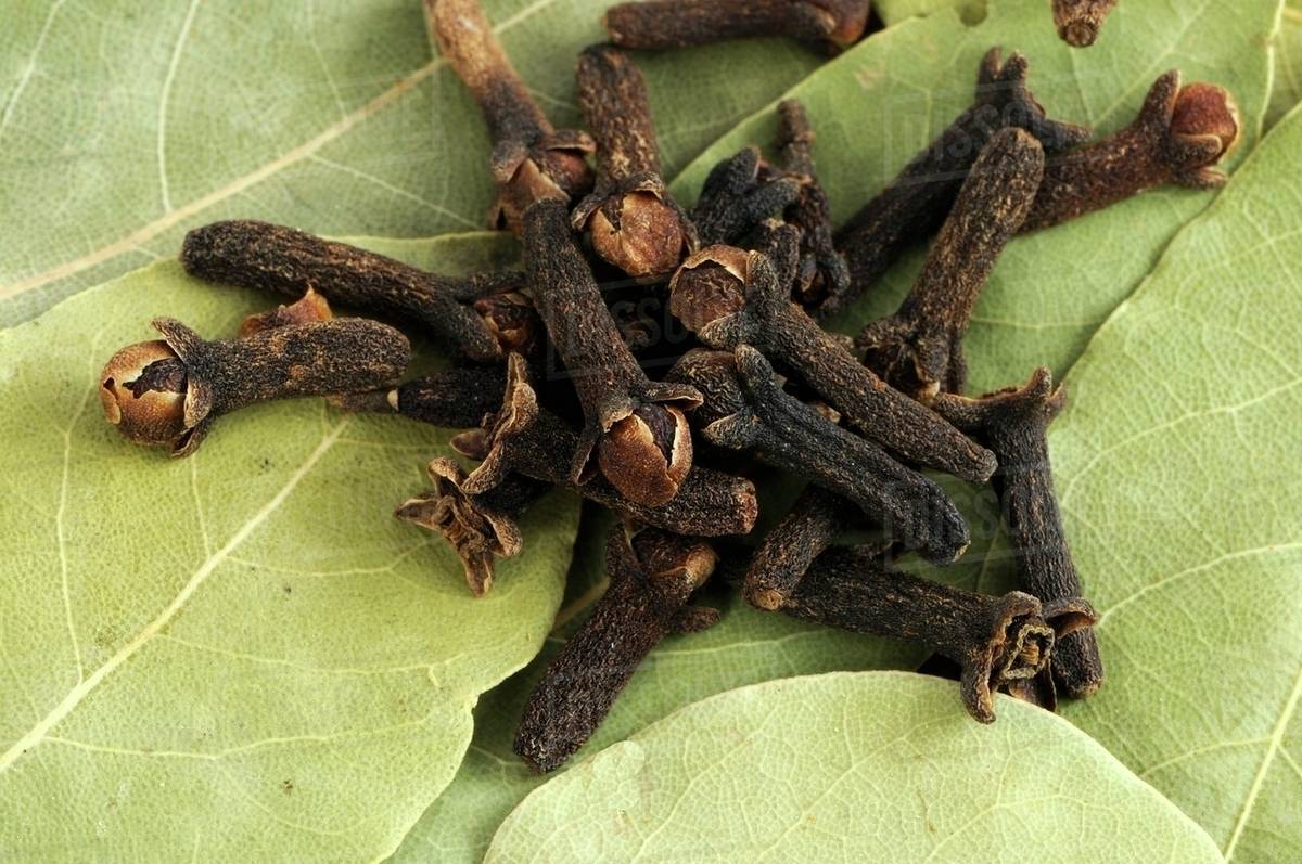 Cloves on bay leaves Stock Photo Dissolve