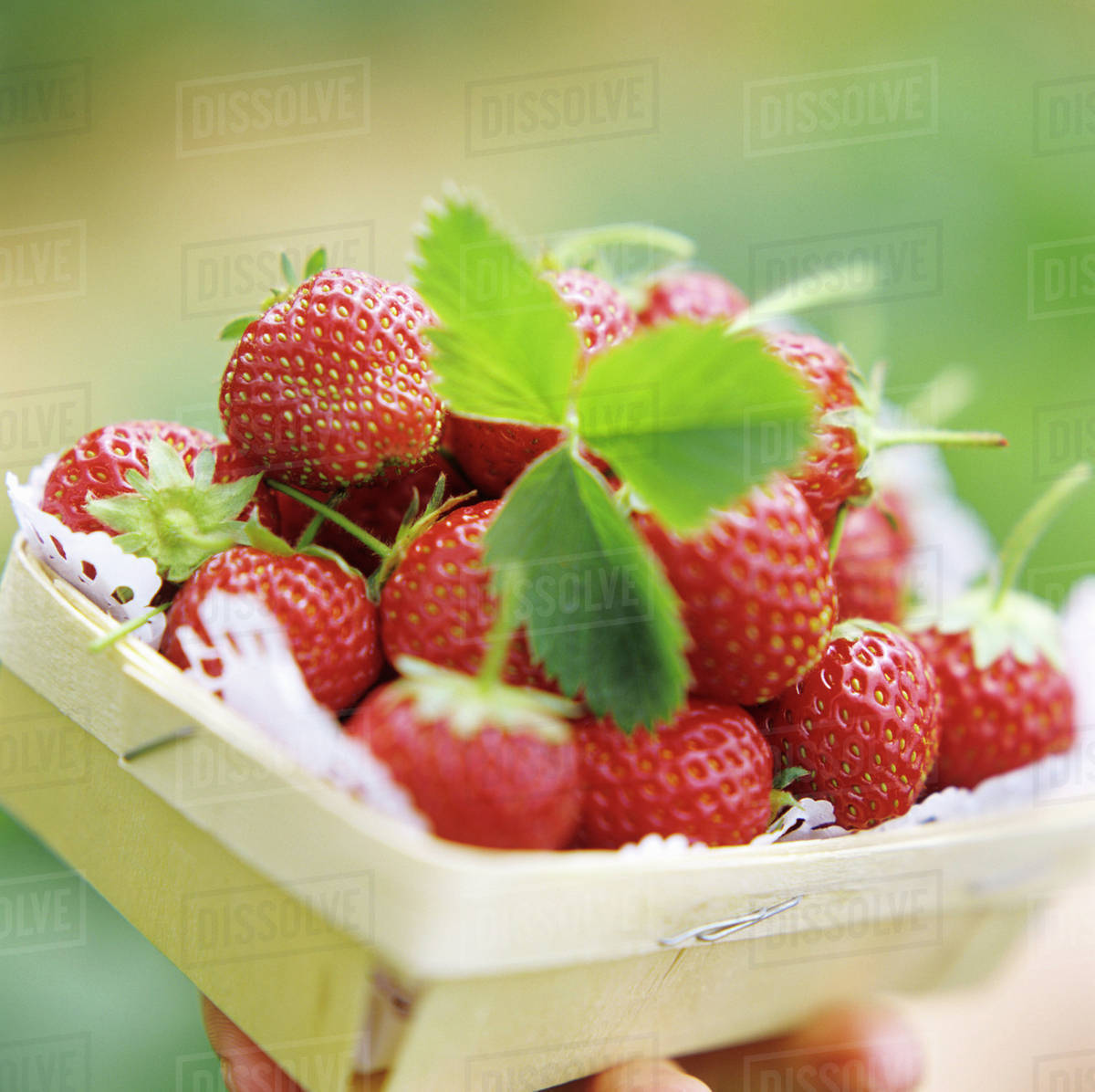 A Carton of Strawberries Stock Photo Dissolve