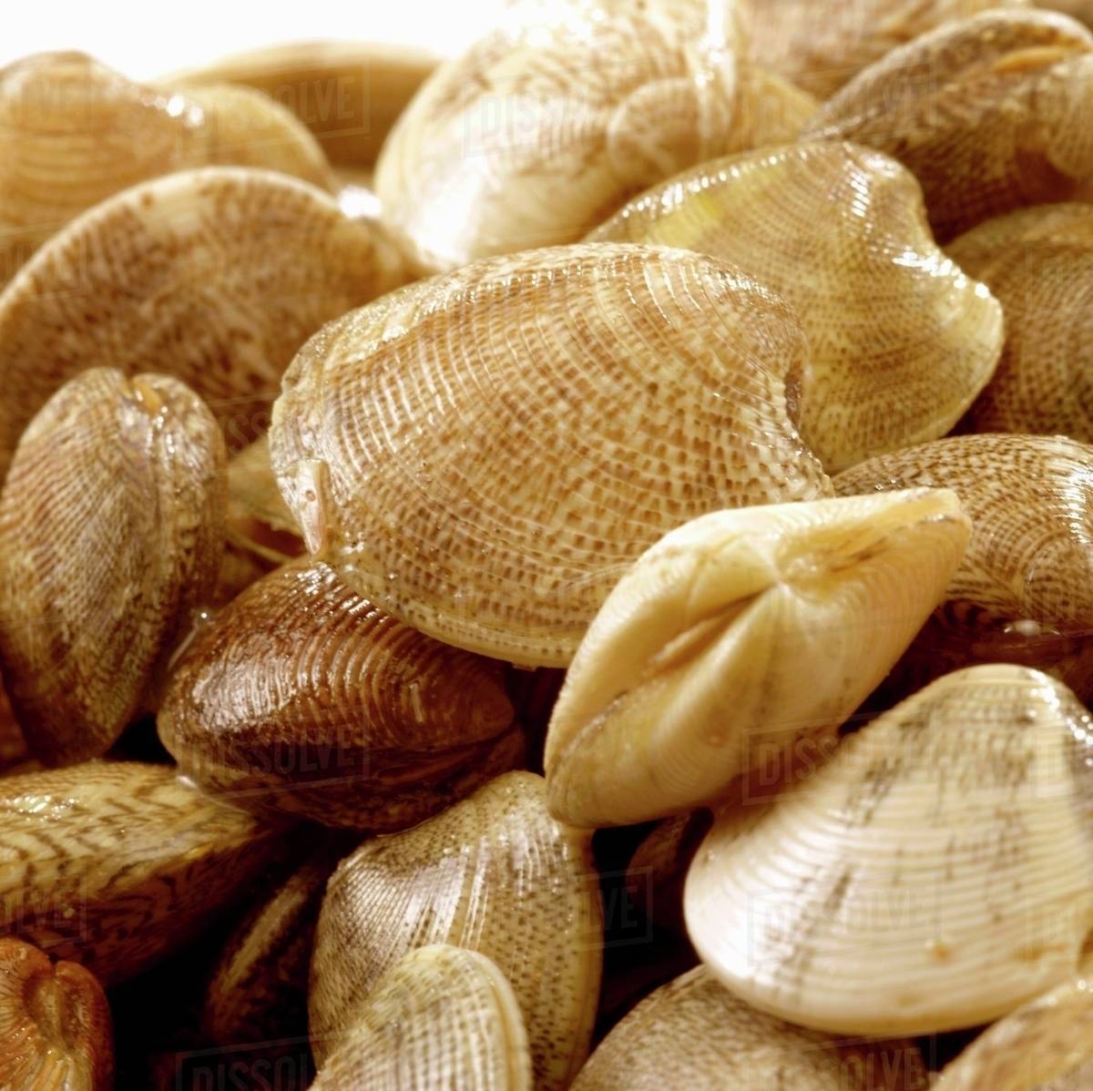 Fresh clams Stock Photo Dissolve