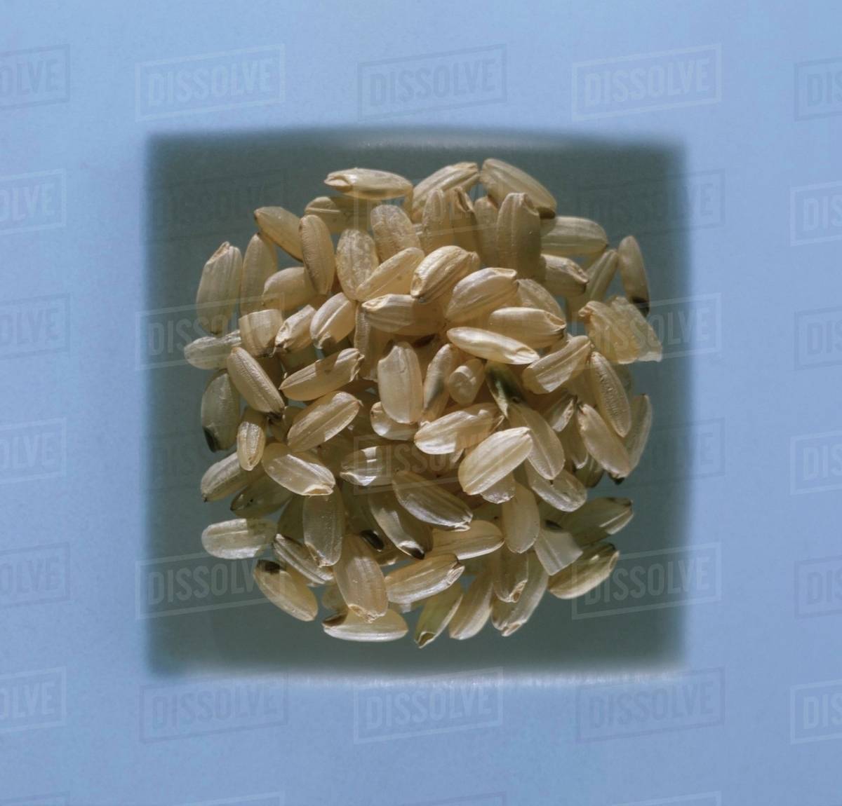 Longgrain brown rice Stock Photo Dissolve