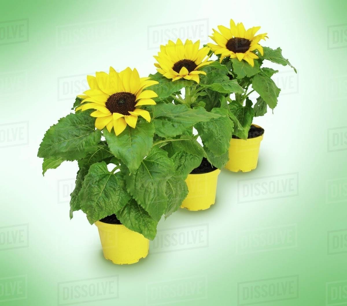 Three sunflowers in yellow pots Stock Photo Dissolve