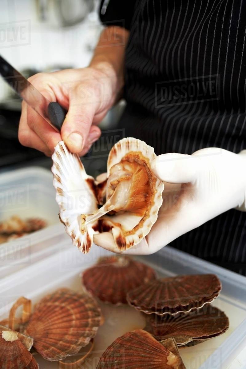 Opening scallops Stock Photo Dissolve