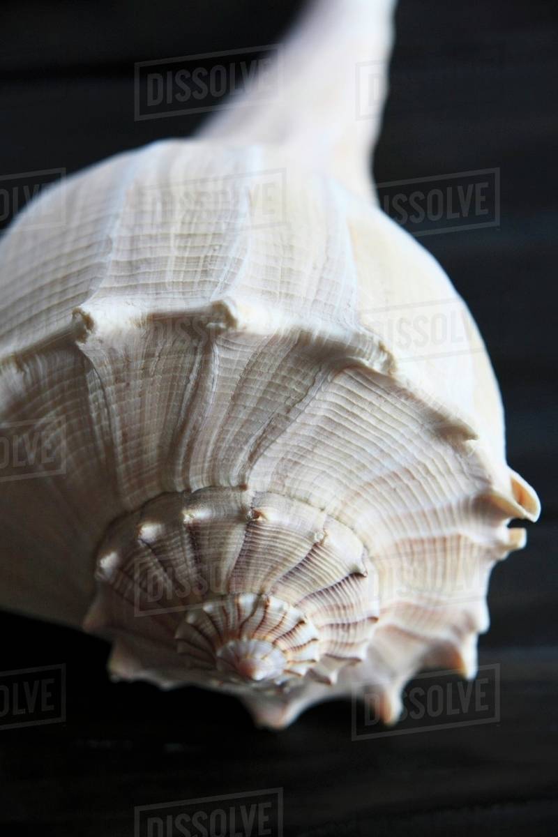 A snail shell (close up) Stock Photo Dissolve