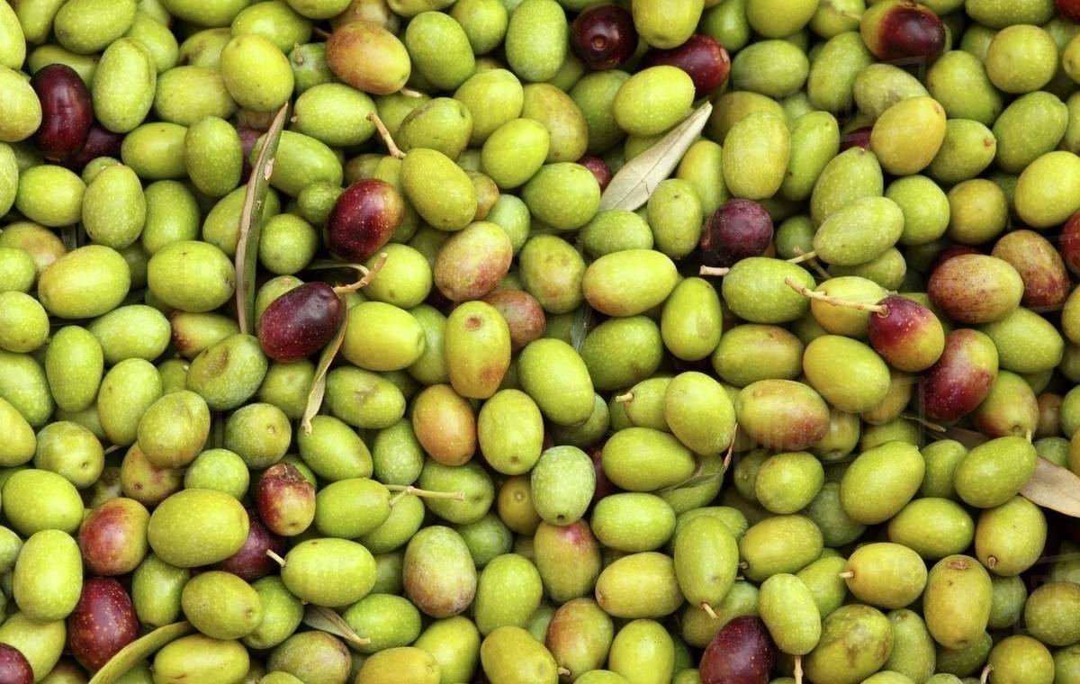 Olives (macro zoom), Perugia, Umbria, Italy Stock Photo Dissolve