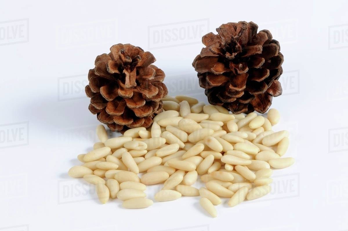 Pine nuts and cones Stock Photo Dissolve