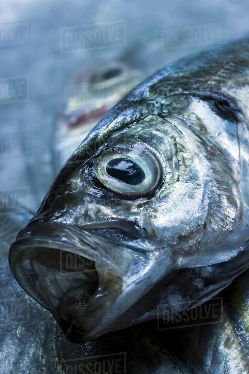A closeup head of a mackerel Stock Photo Dissolve