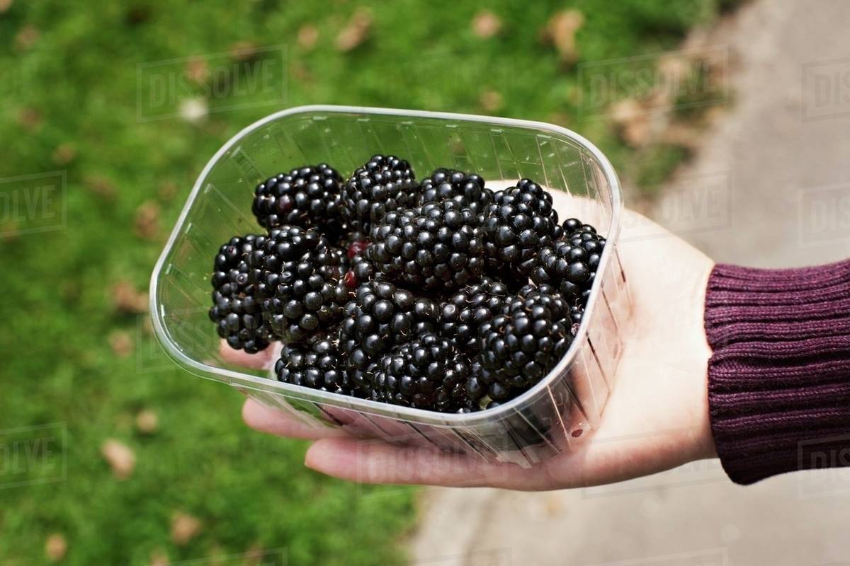 A of fresh blackberries Stock Photo Dissolve