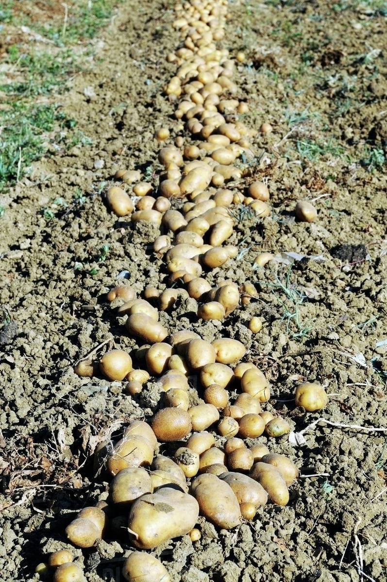 Potatoes ready to harvest in a vegetable garden Stock Photo Dissolve