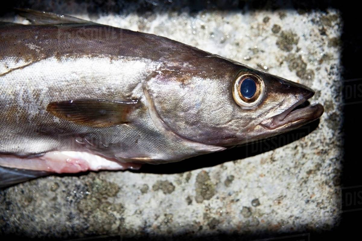 Freshly caught Cornish pollock Stock Photo Dissolve