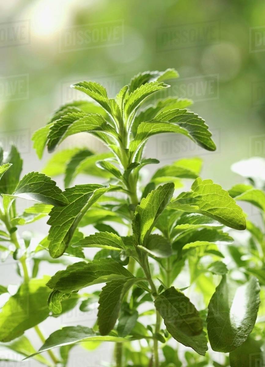 A stevia plant Stock Photo Dissolve