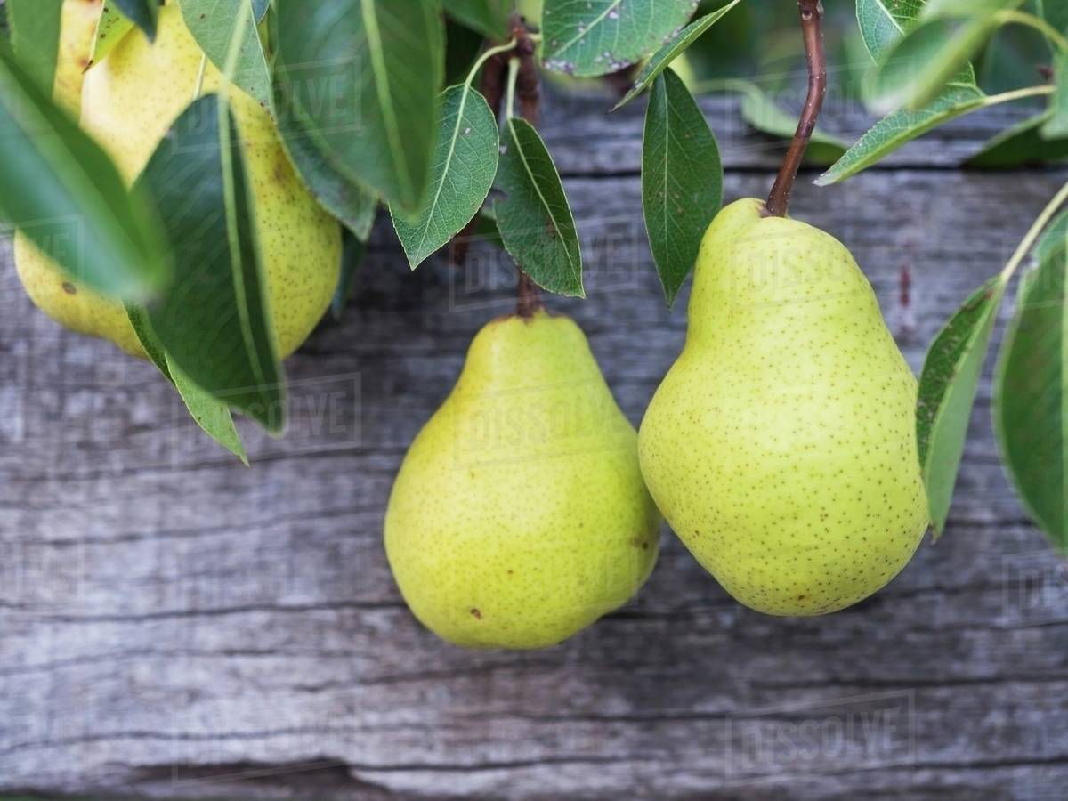 Pears in an orchard in South Africa Stock Photo Dissolve