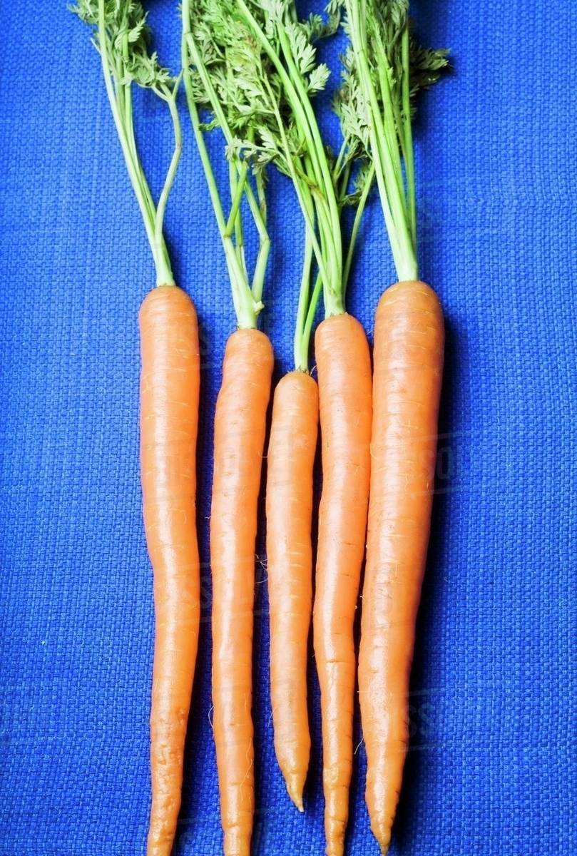 Five Whole Carrots with Stems on a Blue Background Stock Photo Dissolve