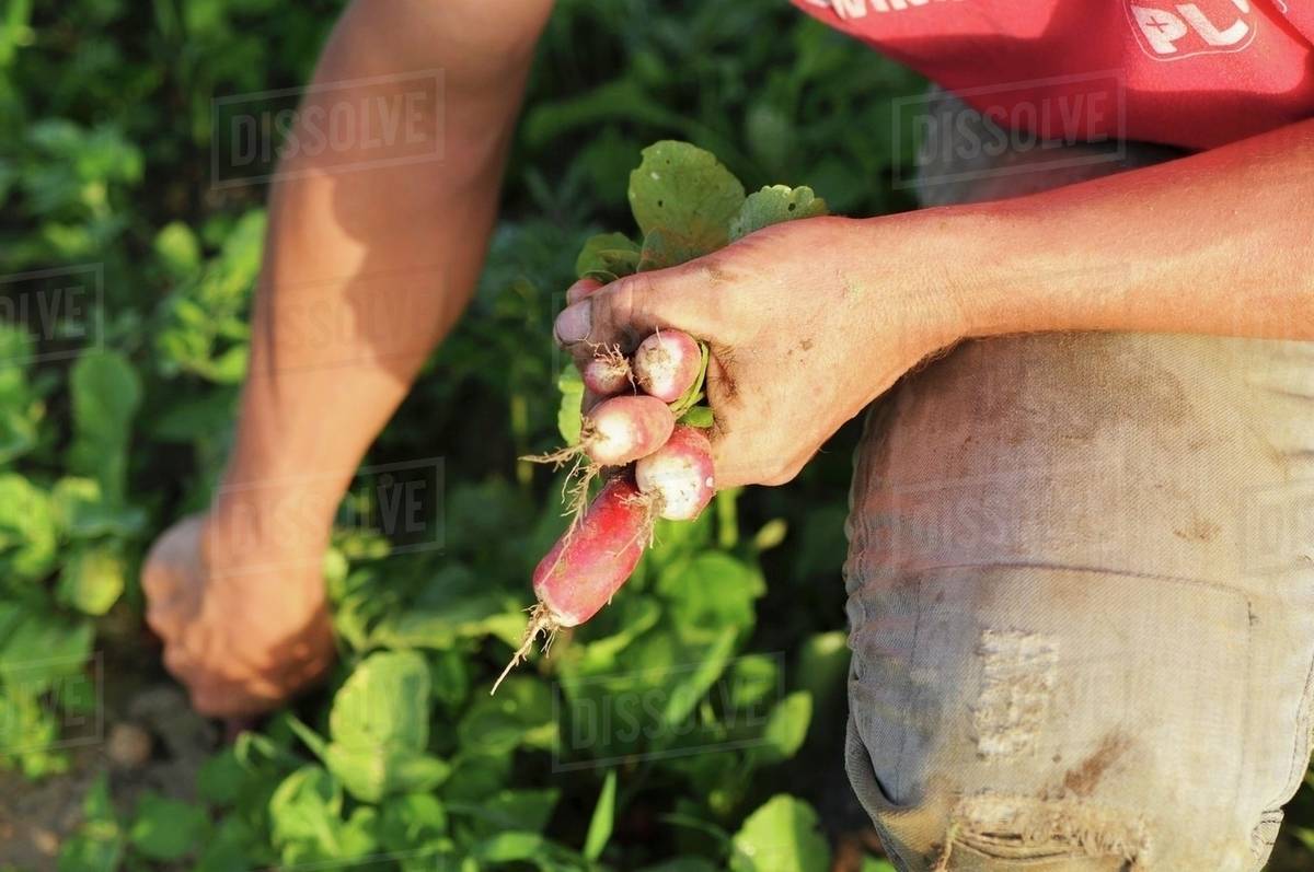 A man harvesting radishes Stock Photo Dissolve