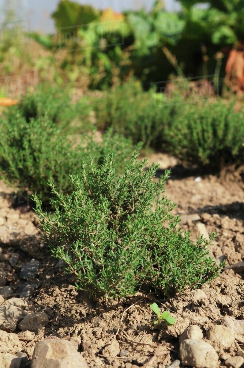 Thyme plants growing in the field Stock Photo Dissolve
