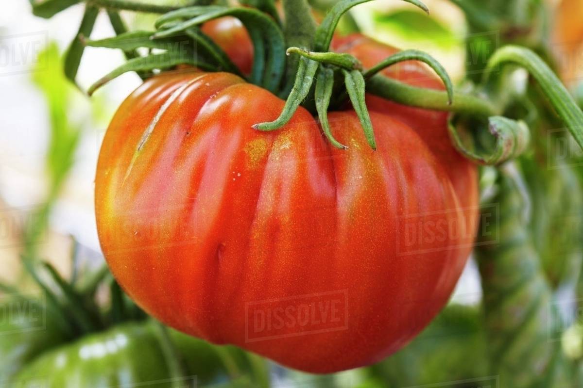 Beefsteak tomato on the plant Stock Photo Dissolve