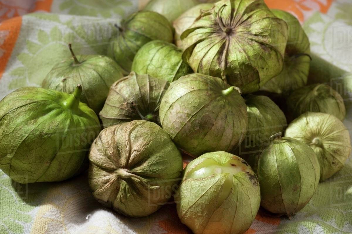 Many Fresh Tomatillos Stock Photo Dissolve