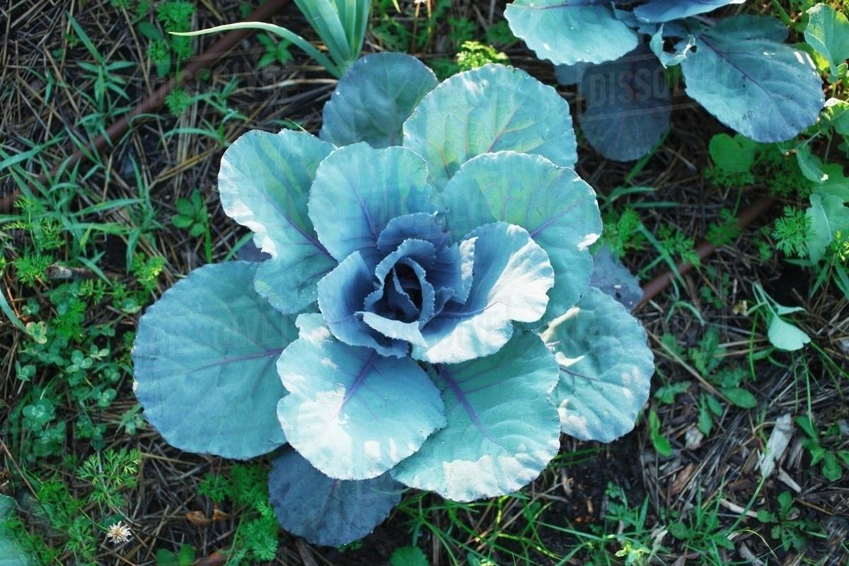 Red Cabbage Growing in the Garden Stock Photo Dissolve