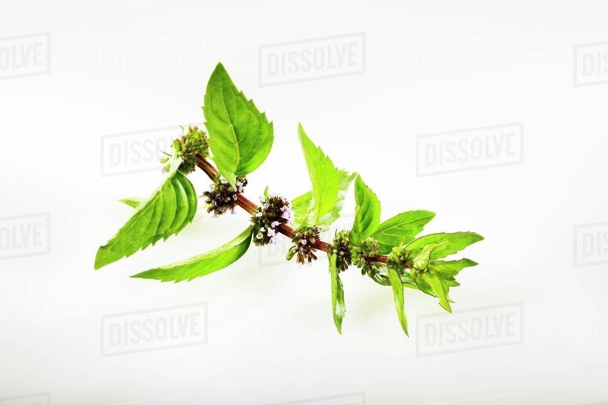 Fresh ginger mint with flowers Stock Photo Dissolve
