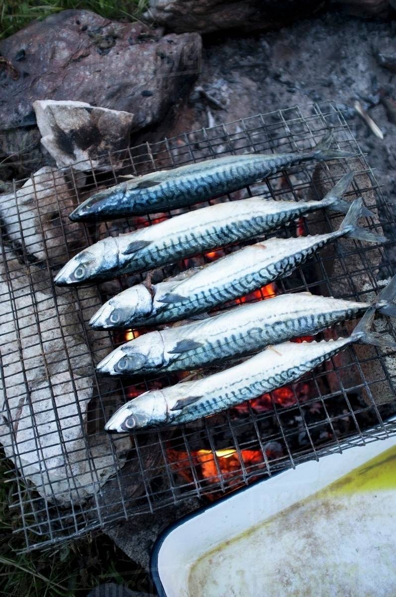 Mackerel a barbecue Stock Photo Dissolve