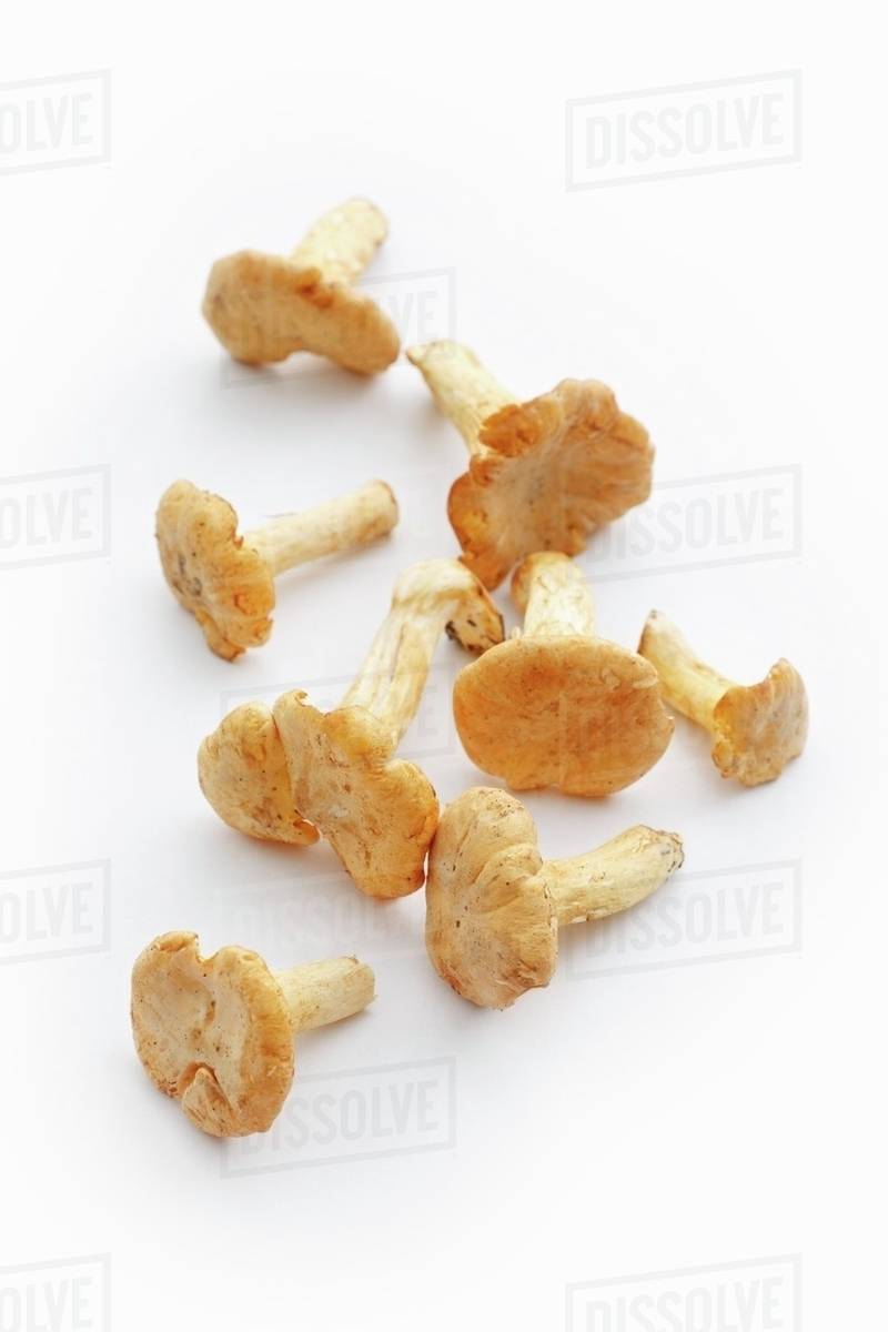 Fresh chanterelle mushrooms Stock Photo Dissolve