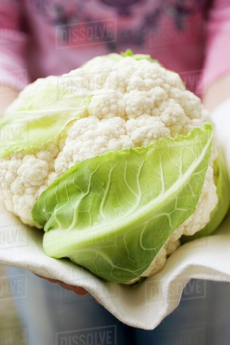 Hands holding a cauliflower Stock Photo Dissolve