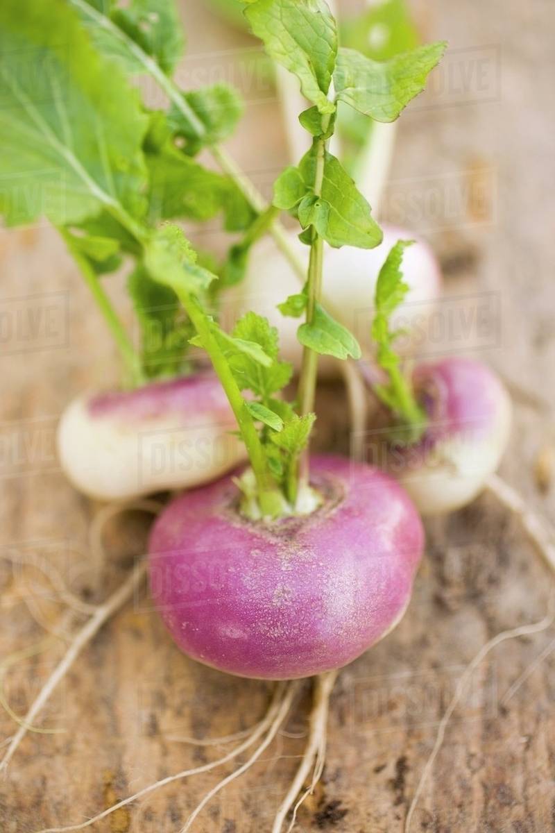 Several turnips Stock Photo Dissolve