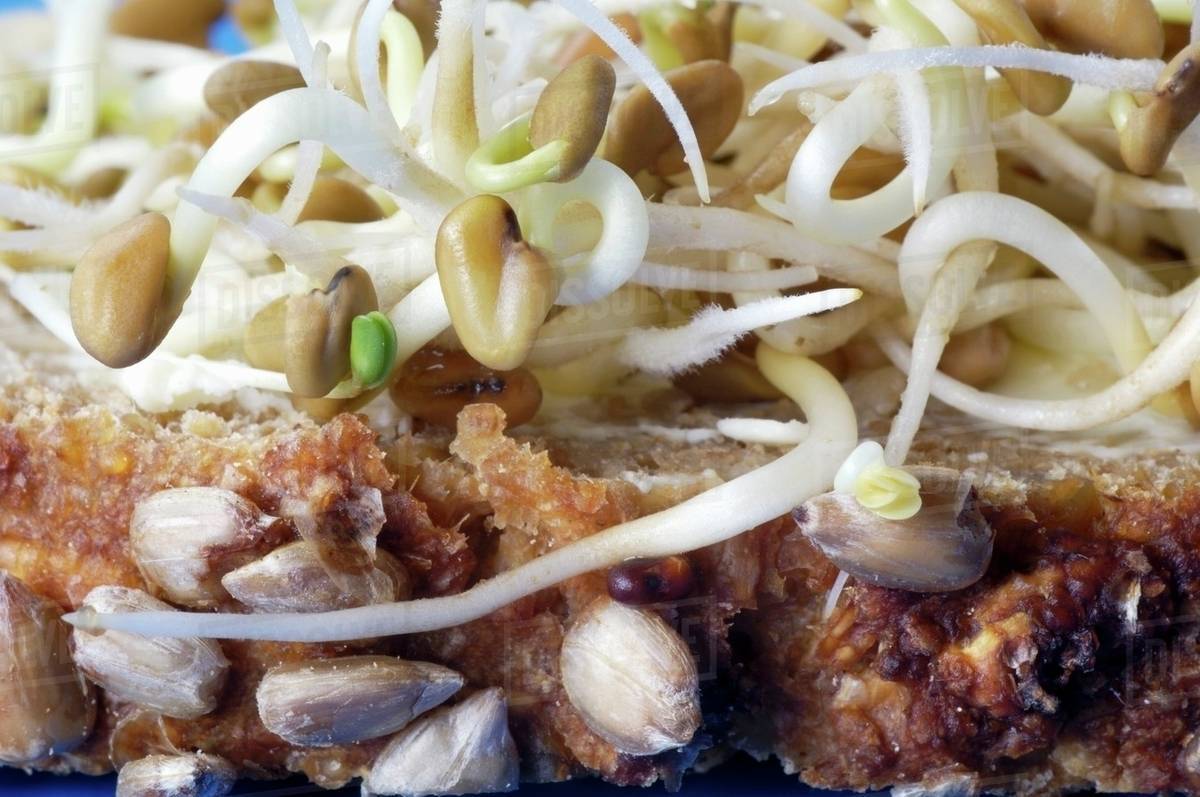 Fenugreek sprouts on wholegrain bread (closeup) Stock Photo Dissolve
