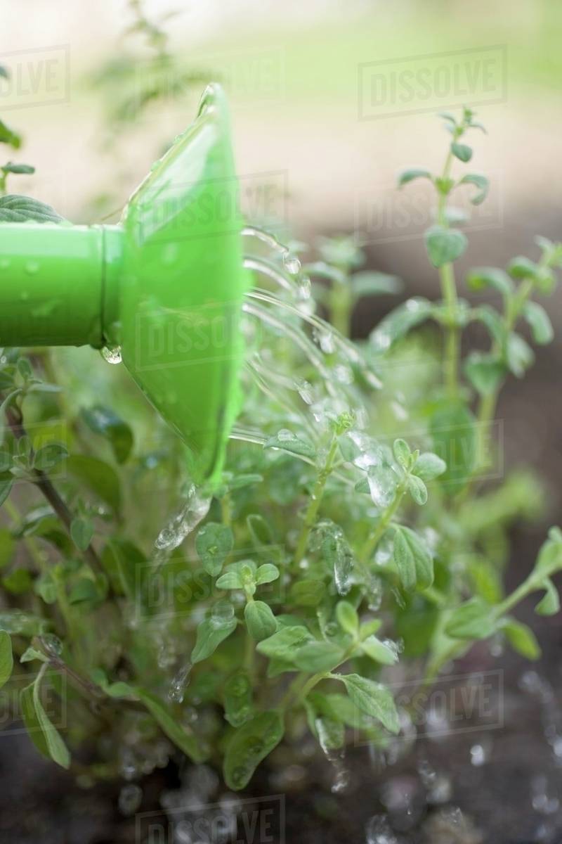 Watering herbs Stock Photo Dissolve