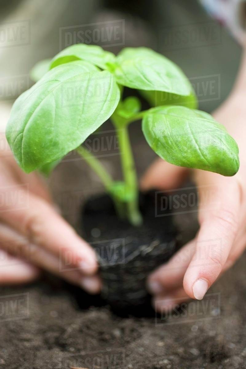 Planting basil in soil Stock Photo Dissolve