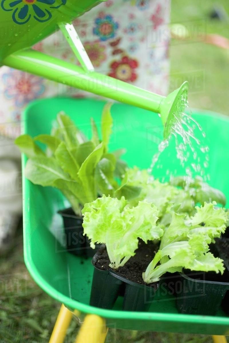 Watering lettuce plants in wheelbarrow Stock Photo Dissolve