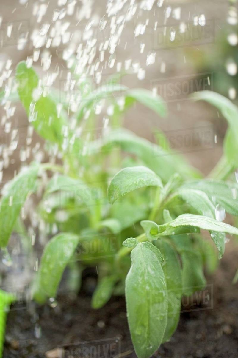 Watering sage Stock Photo Dissolve