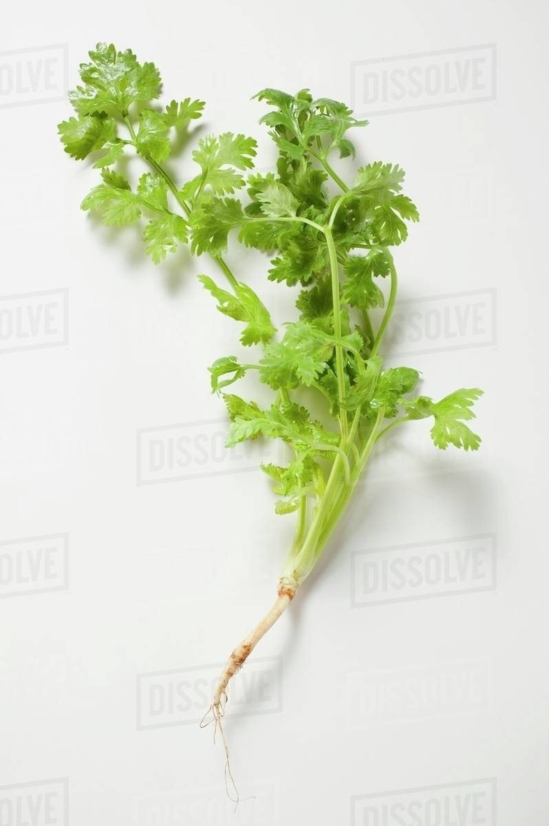 Fresh coriander with root Stock Photo Dissolve