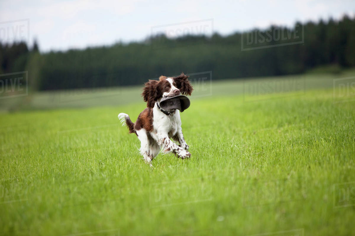 springer spaniel running