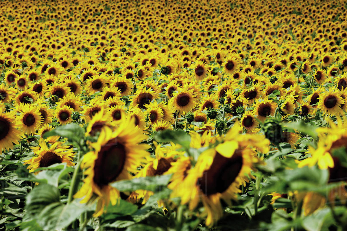 Europe, Germany, Hesse, Sunflower field in rhine Stock Photo Dissolve