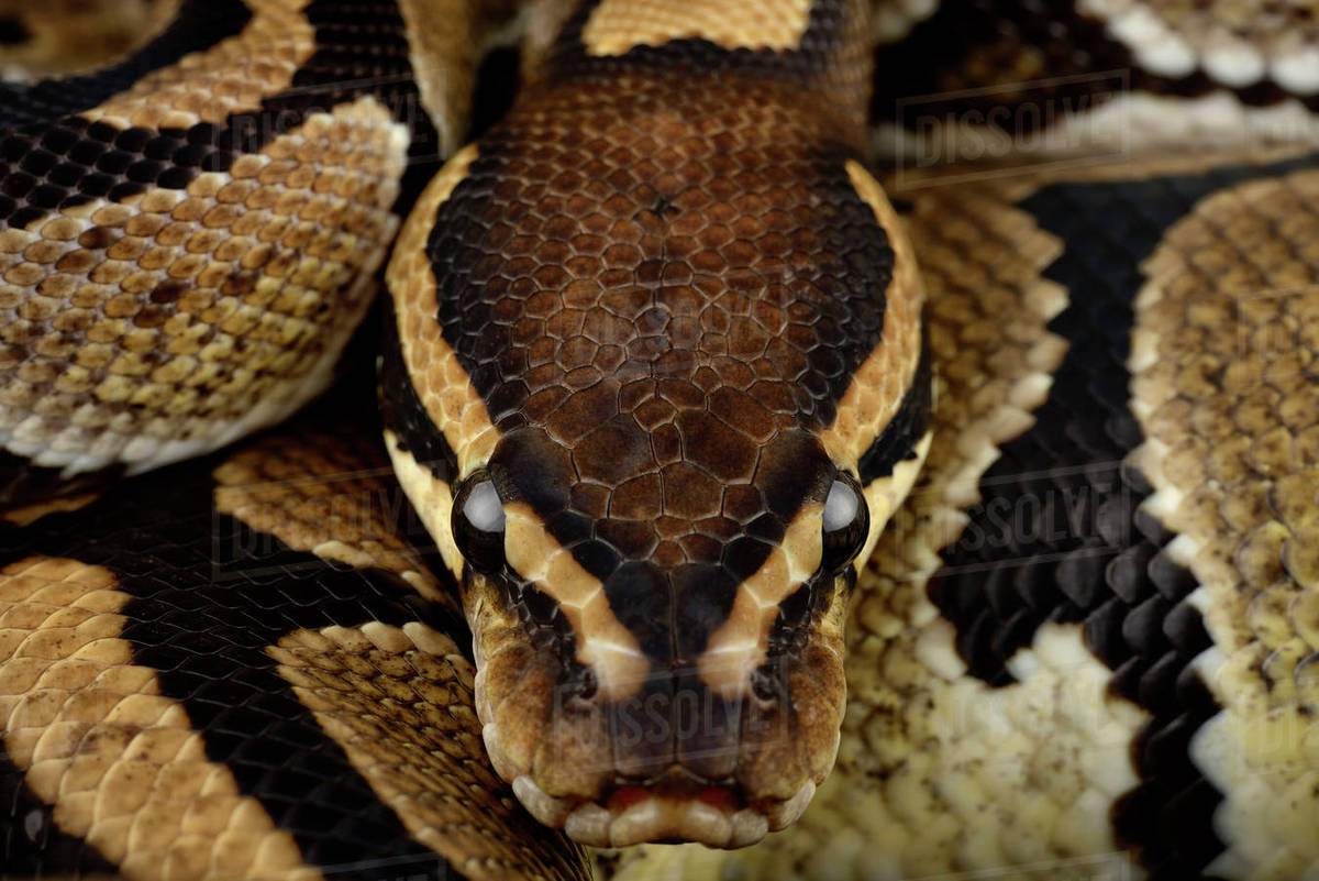 Royal Python, Python regius, partial view - Stock Photo - Dissolve