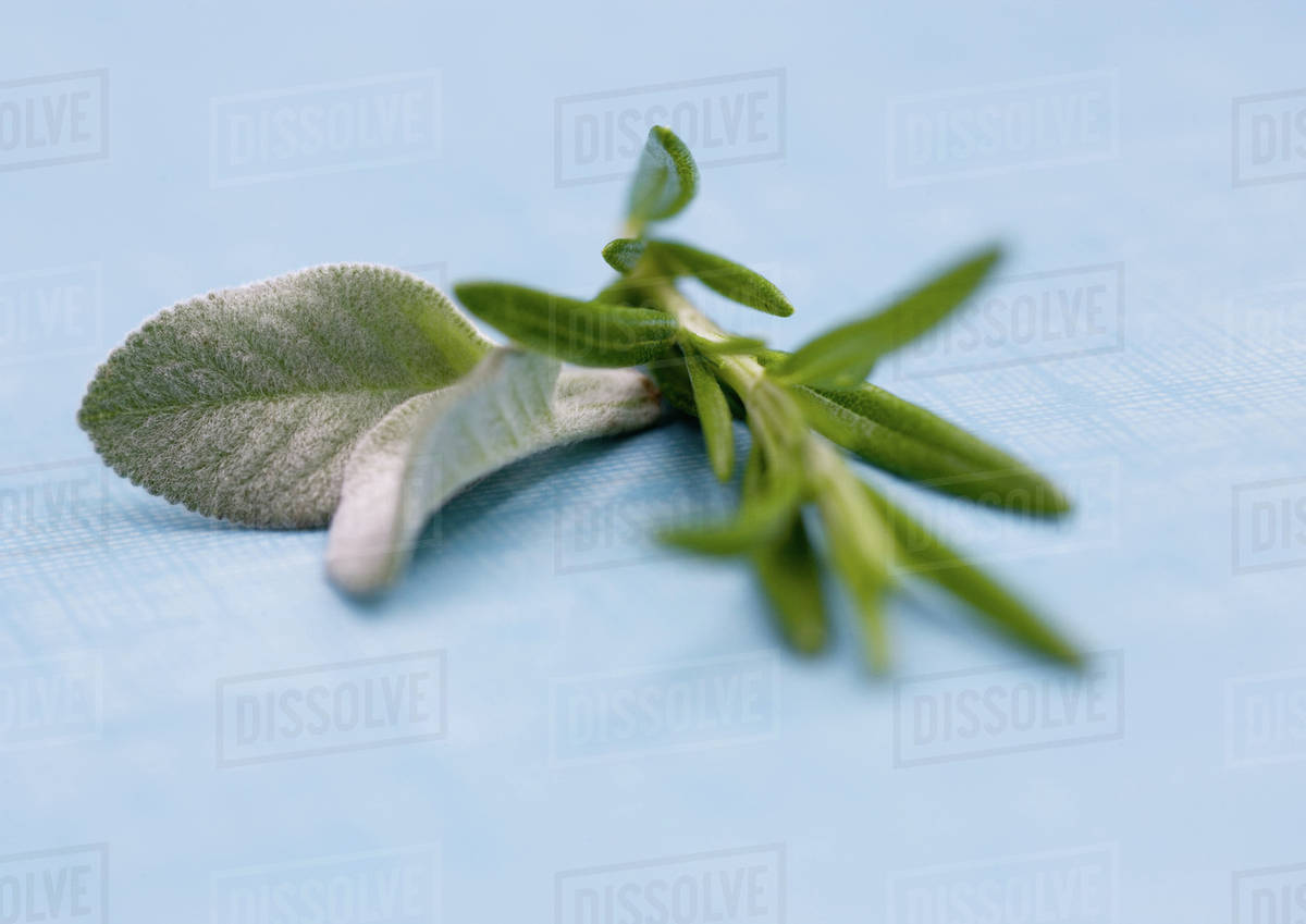 Sage and rosemary sprigs Stock Photo Dissolve