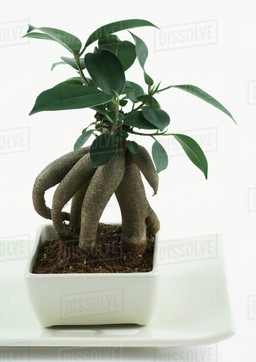 Ginseng bonsai tree Stock Photo Dissolve