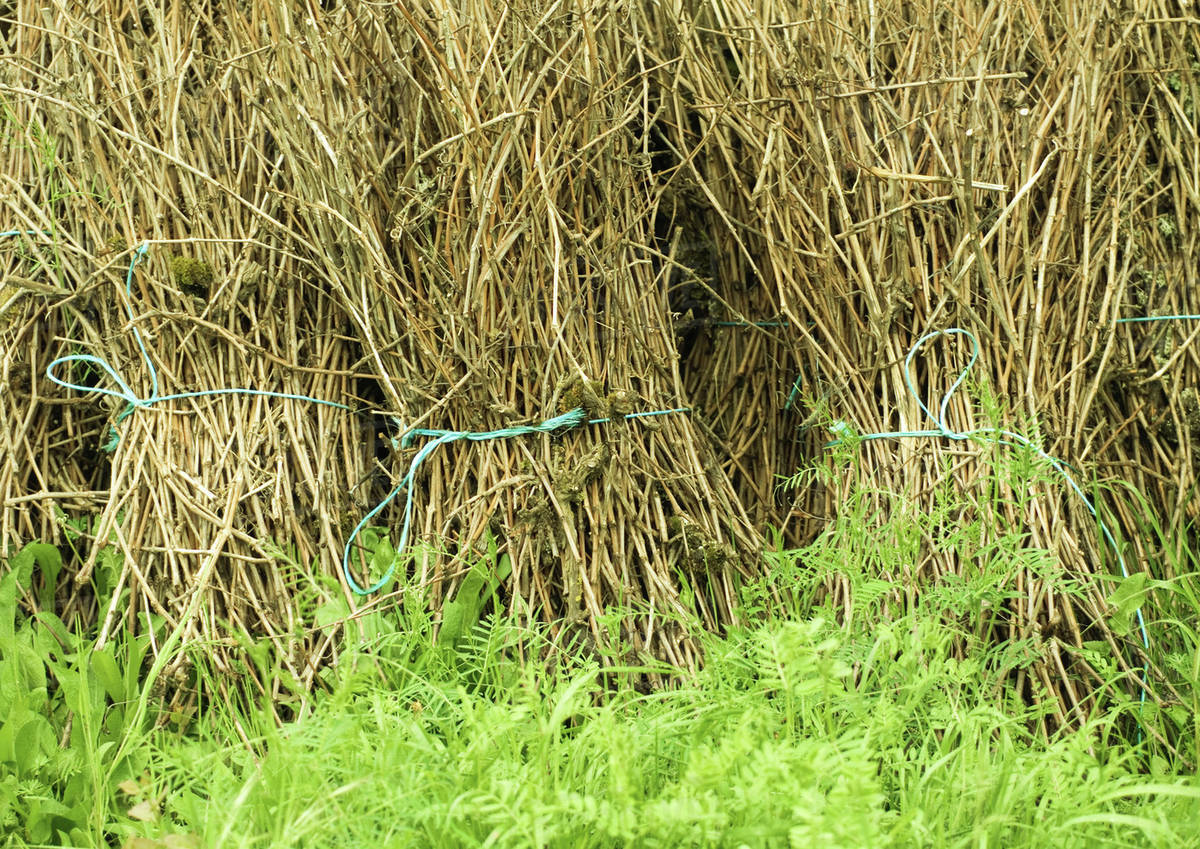 Bundles of straw Stock Photo Dissolve
