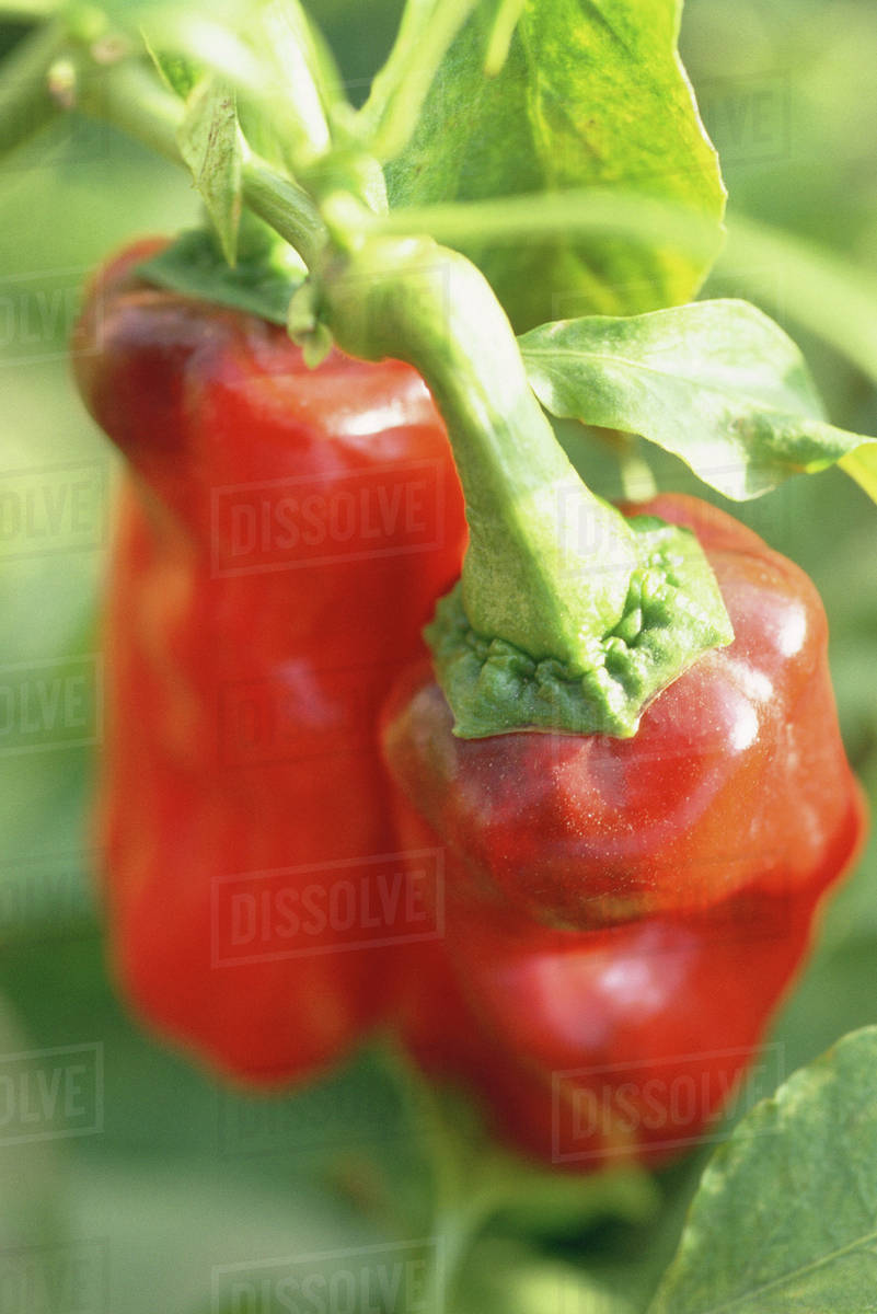 Red peppers growing in garden, closeup Stock Photo Dissolve