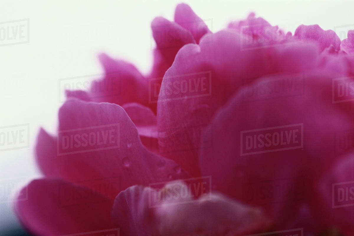 Peony flower petals, closeup Stock Photo Dissolve
