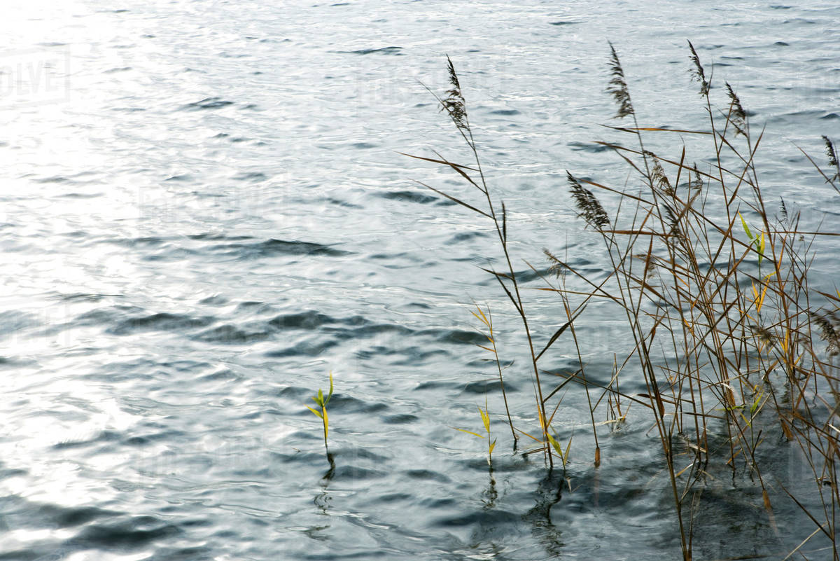 Reeds growing in lake Stock Photo Dissolve