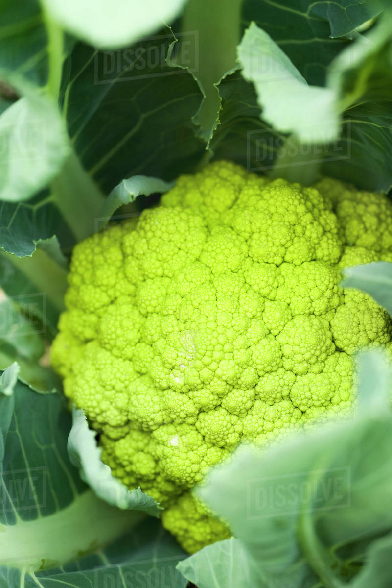 Unripe cauliflower, closeup Stock Photo Dissolve