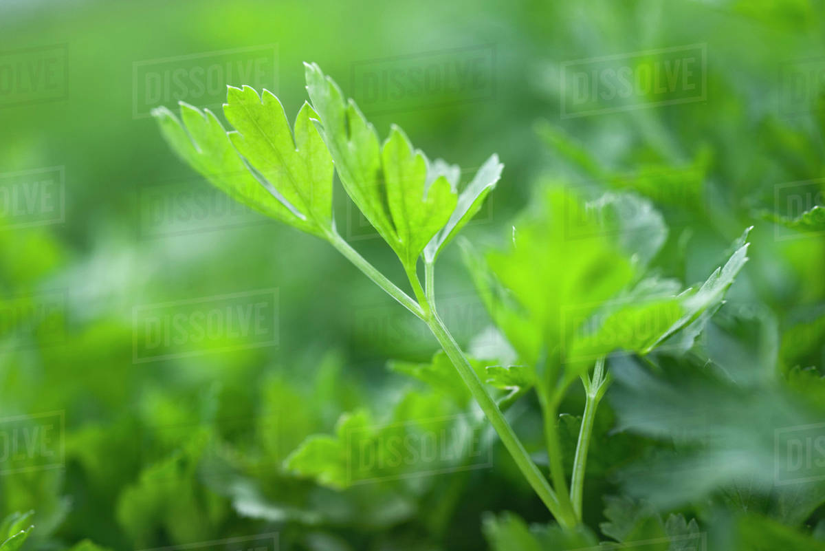 Flat leaf parsley growing, closeup Stock Photo Dissolve