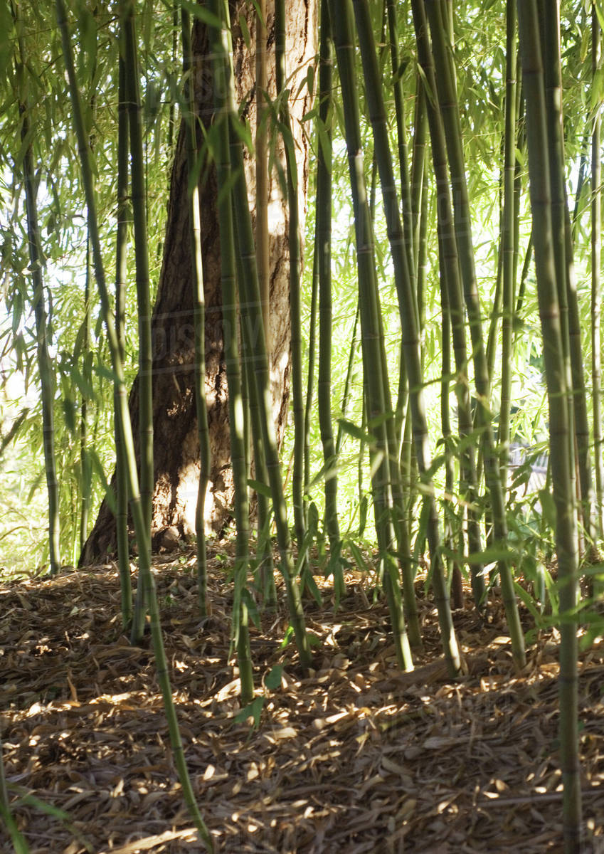 Bamboo grove Stock Photo Dissolve
