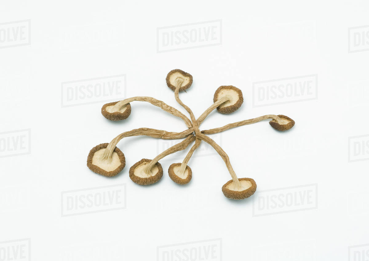 Shimeji mushrooms Stock Photo Dissolve