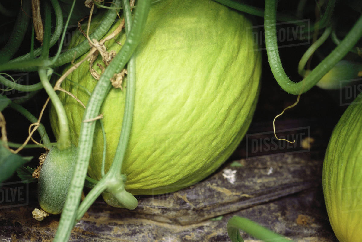 Melons growing in garden, closeup Stock Photo Dissolve