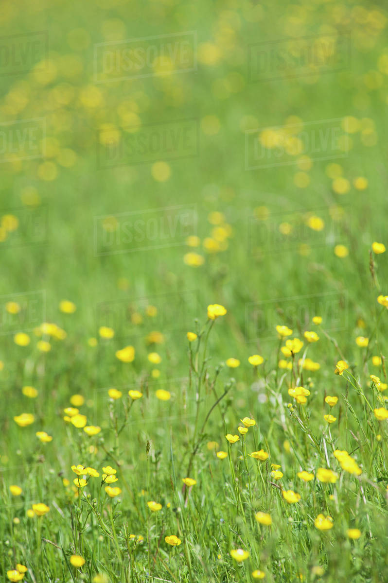 Buttercups growing in field Stock Photo Dissolve